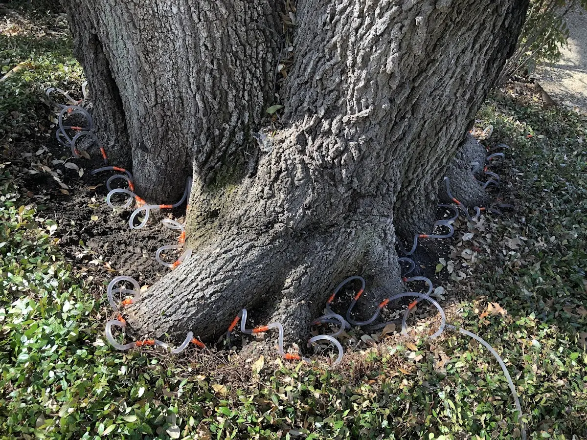Detailed Tree Cabling and Bracing job site in Branson