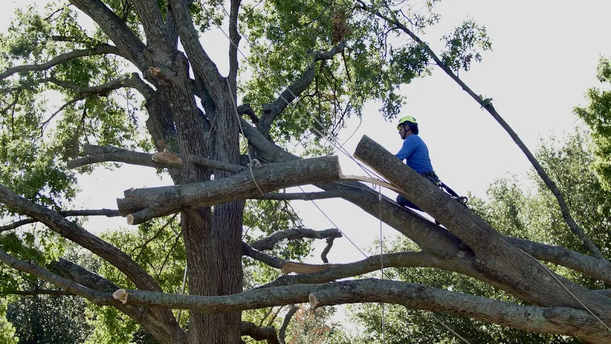Professional Hazardous Tree Removal performed by certified arborists in Branson