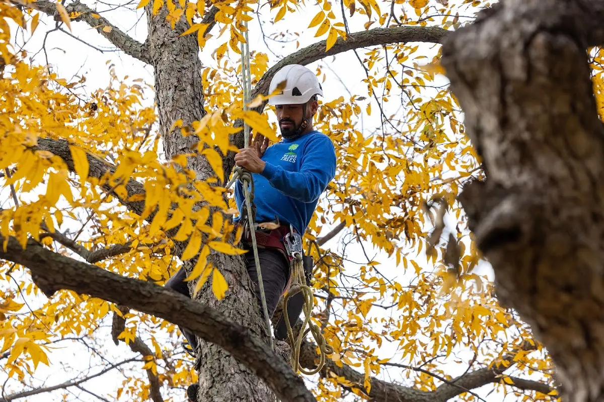 Skilled Tree Trimming crew working in Branson